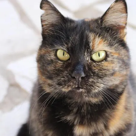 Casa de hóspedes House